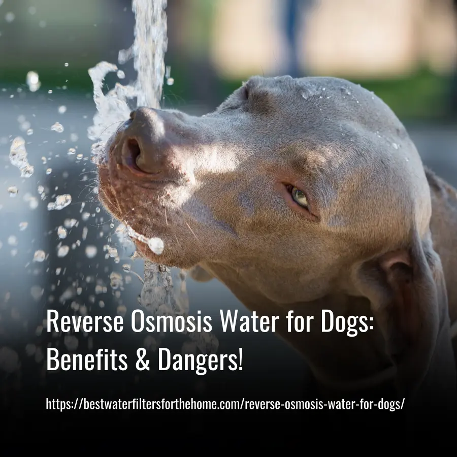 Reverse Osmosis Water for Dogs